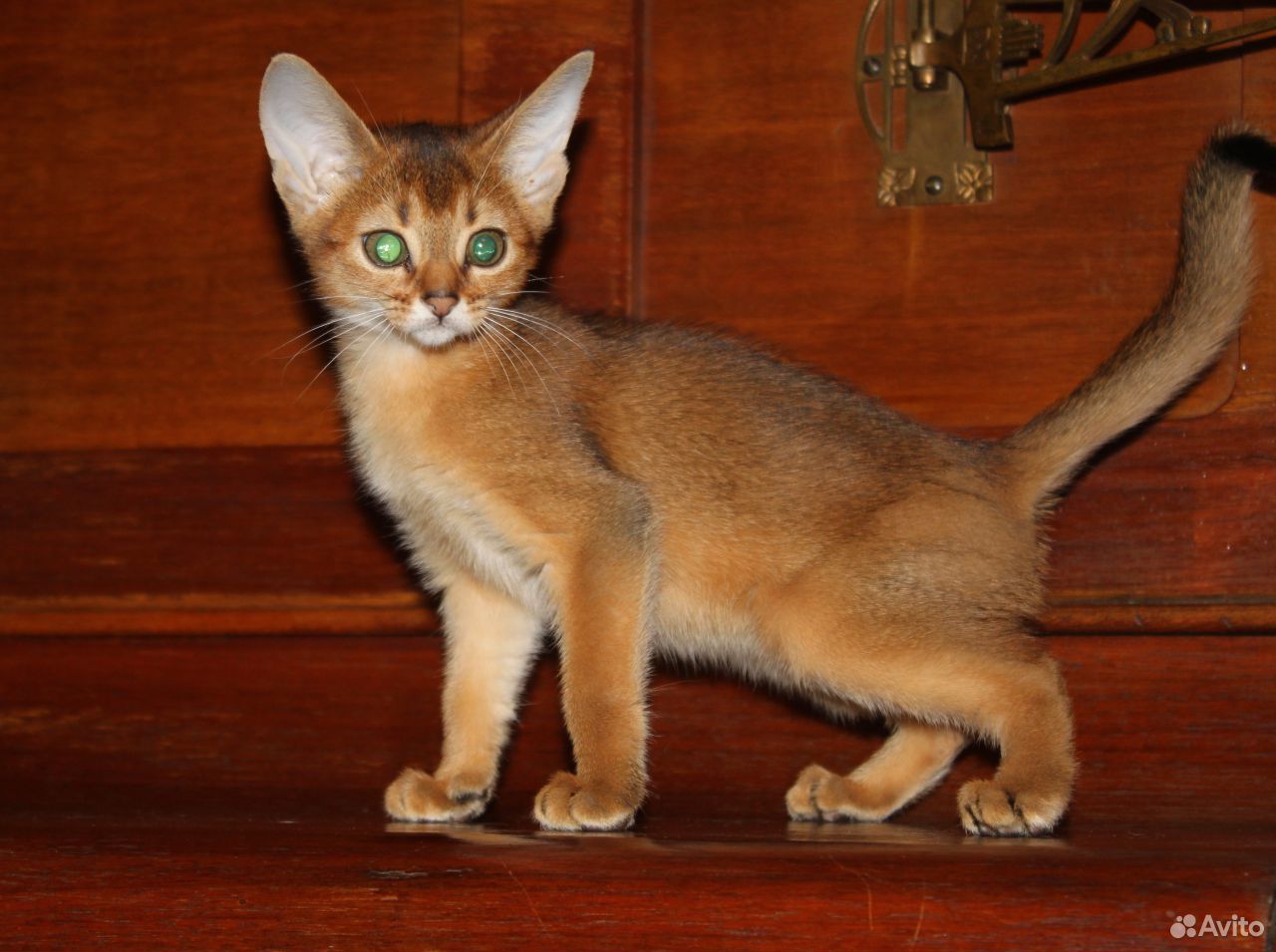 Абиссинская кошка авито