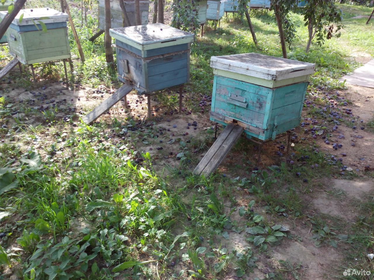 Продажа пчелосемей. Пчёлы породы Карника купить на Зозу.ру - фотография № 3