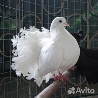 Павлиньи голуби купить на Зозу.ру - фотография № 1