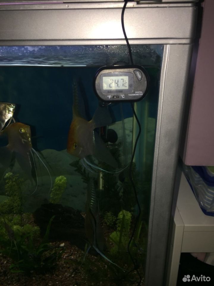 Термометр в аквариум купить на Зозу.ру - фотография № 2