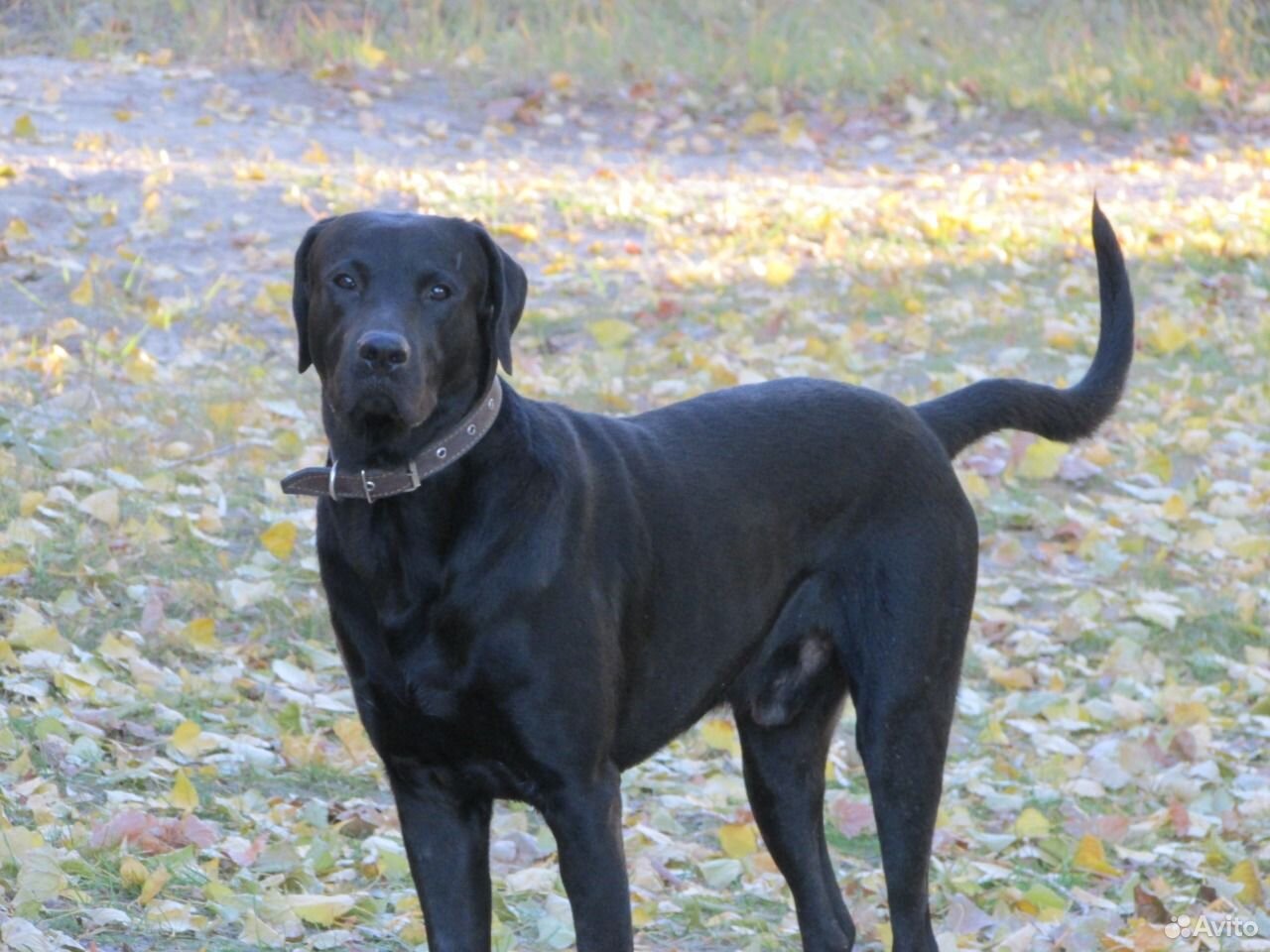 Вязка воронеж. Вязка воронеж. Американская акита 7 месяцев. Американская акита злая. Вео и американская акита.