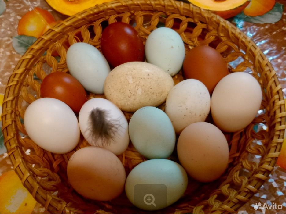 Домашнии куриные яйца купить на Зозу.ру - фотография № 1