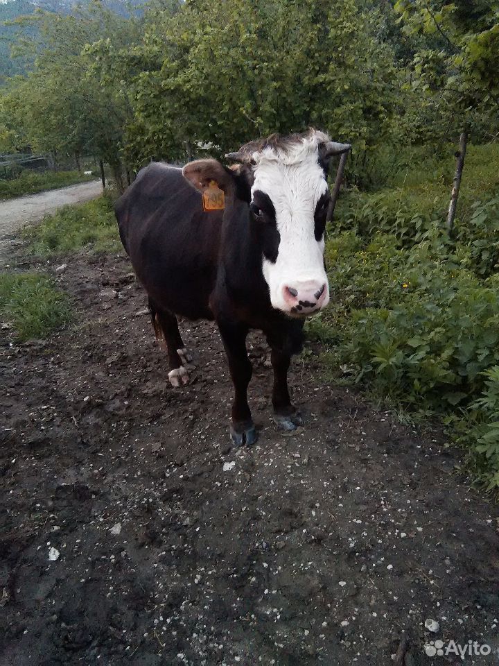 Продаю коров, телят, бычков, баранов купить на Зозу.ру - фотография № 2