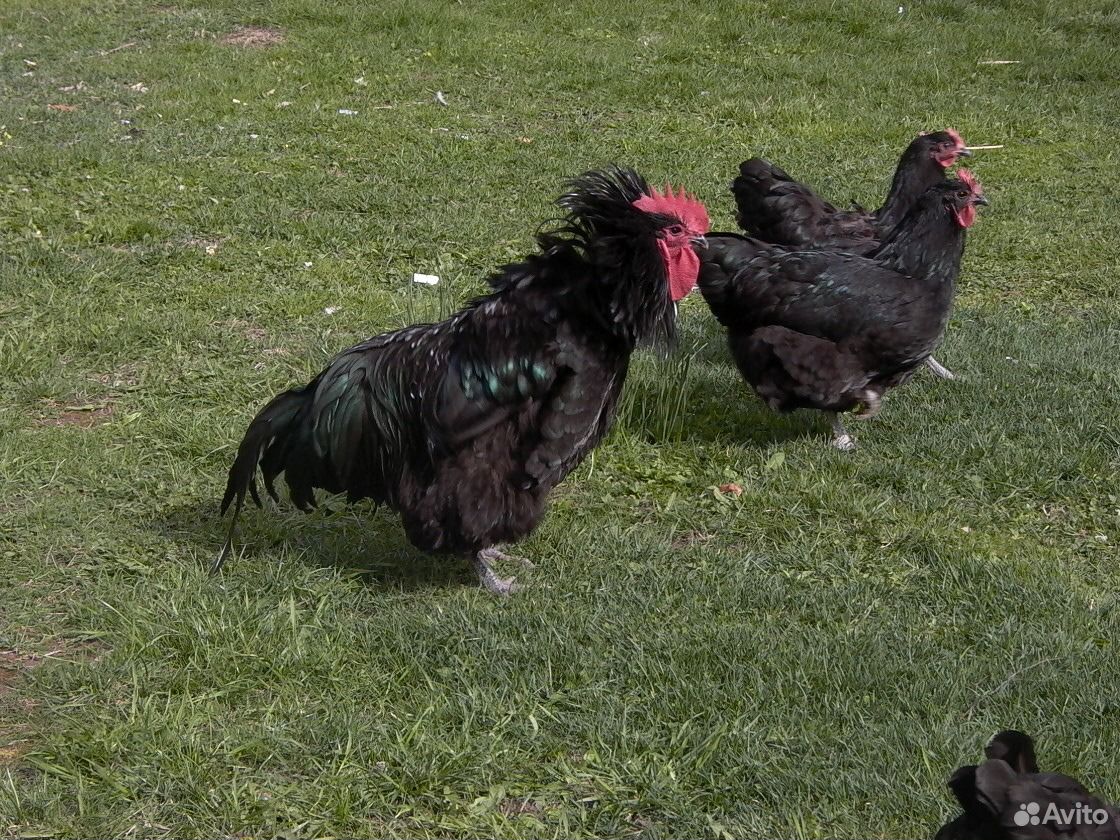 Цыплята и Инкубационное яйцо Джерсийского Гиганта купить на Зозу.ру - фотография № 3