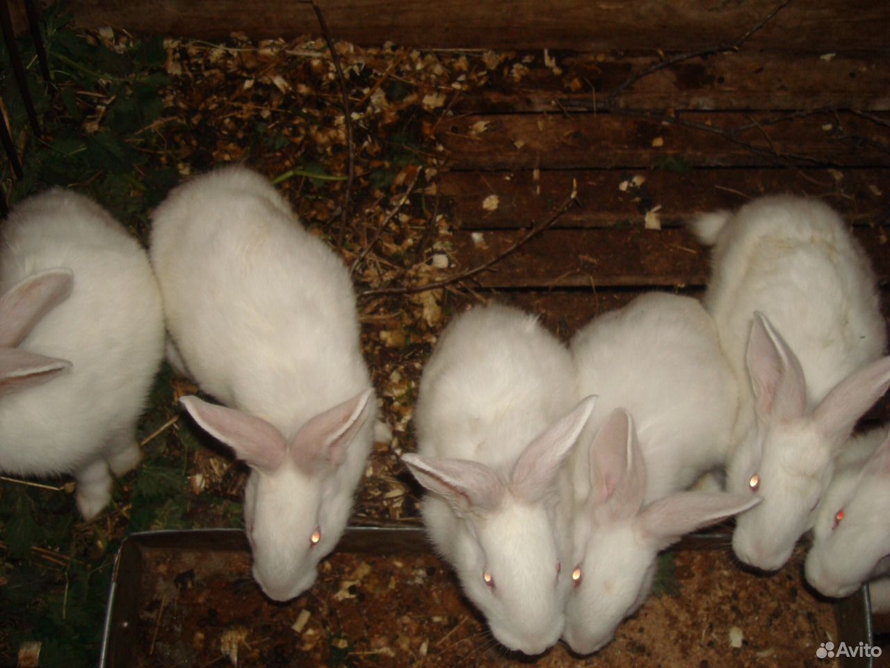 Продам кроликов порода белый и серый великан купить на Зозу.ру - фотография № 2
