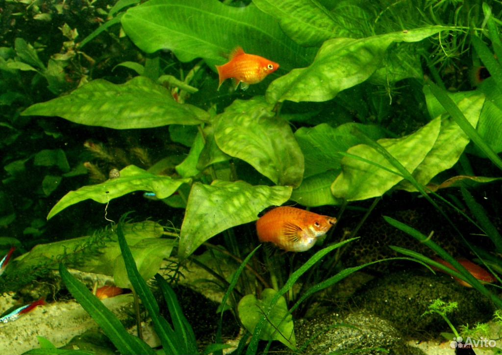 Продам излишки аквариумной травы Рыбок купить на Зозу.ру - фотография № 1