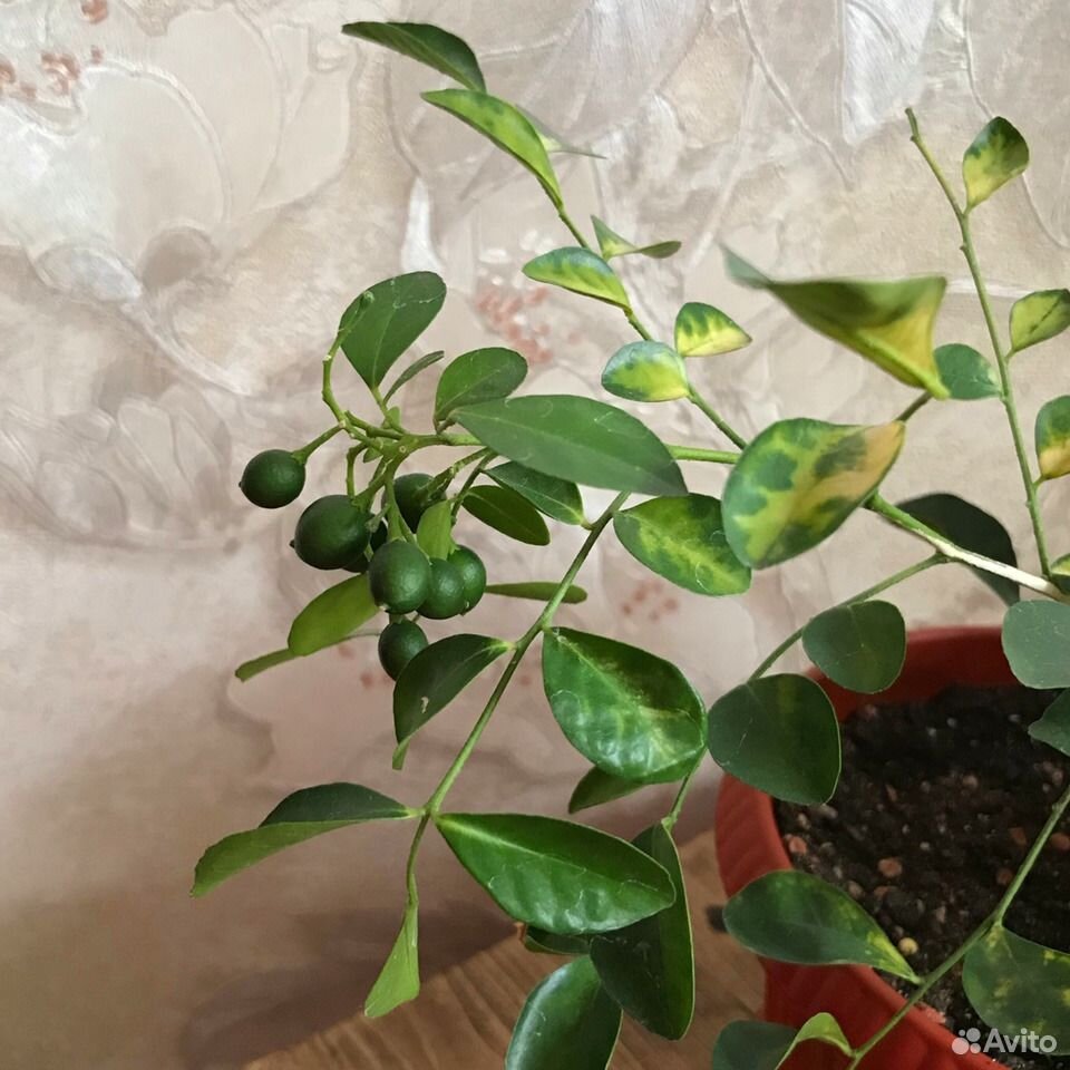 Цветок Мурайя Купить На Авито