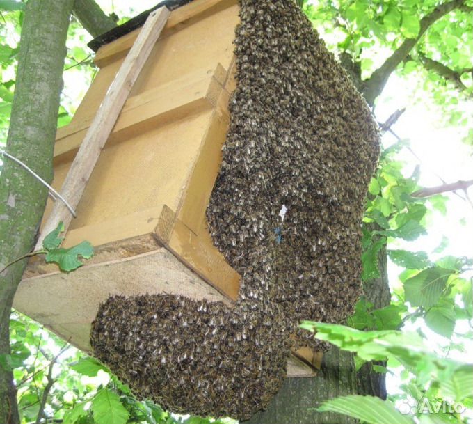 Пчелинный рой (В наличии) купить на Зозу.ру - фотография № 1