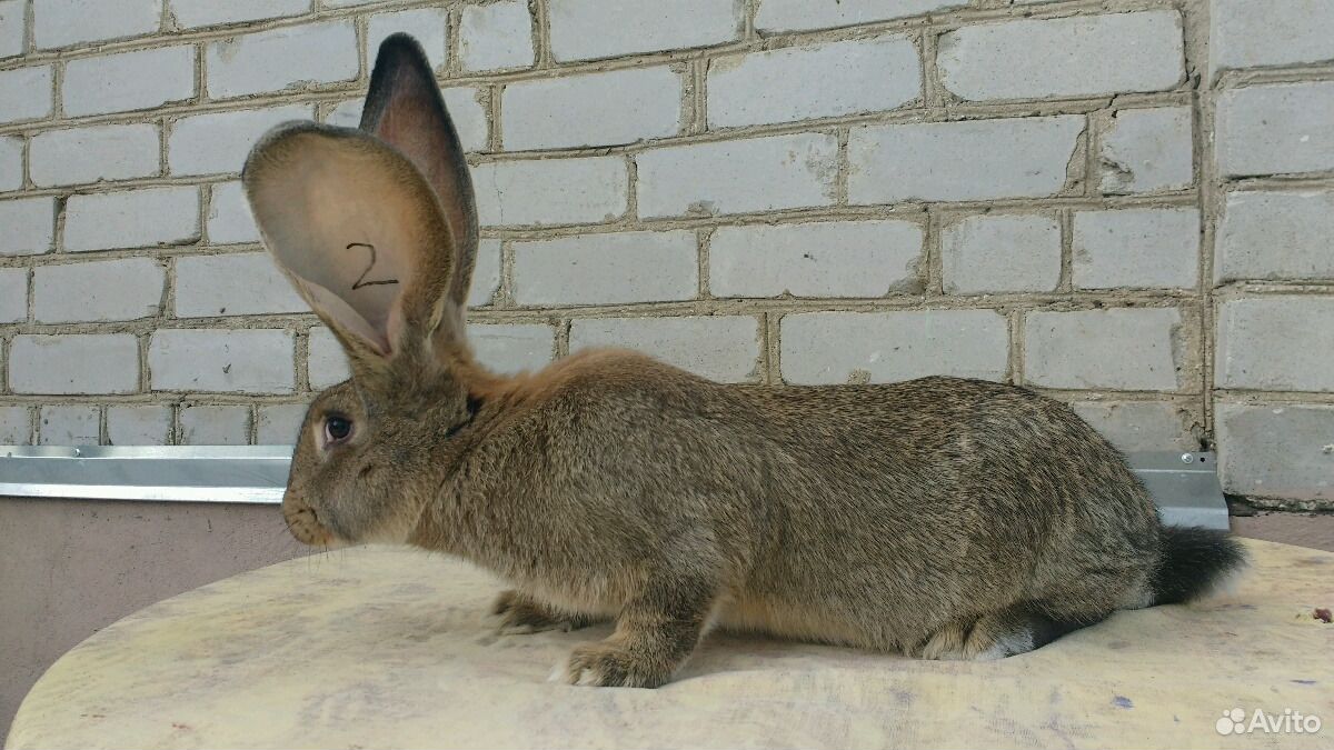 Кролик бельгийский великан ризен фландер обер купить на Зозу.ру - фотография № 9