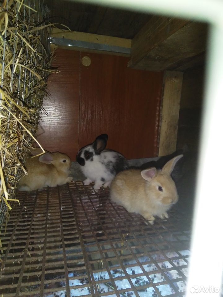 Продаем кроликов на разведение купить на Зозу.ру - фотография № 2