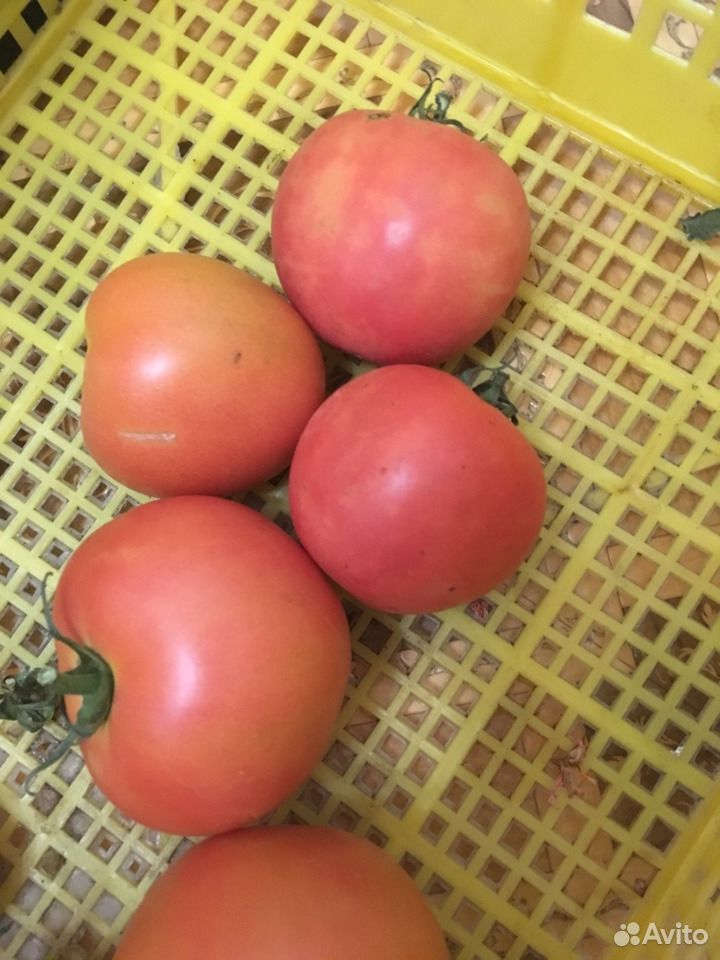 Домашние помидоры купить на Зозу.ру - фотография № 4