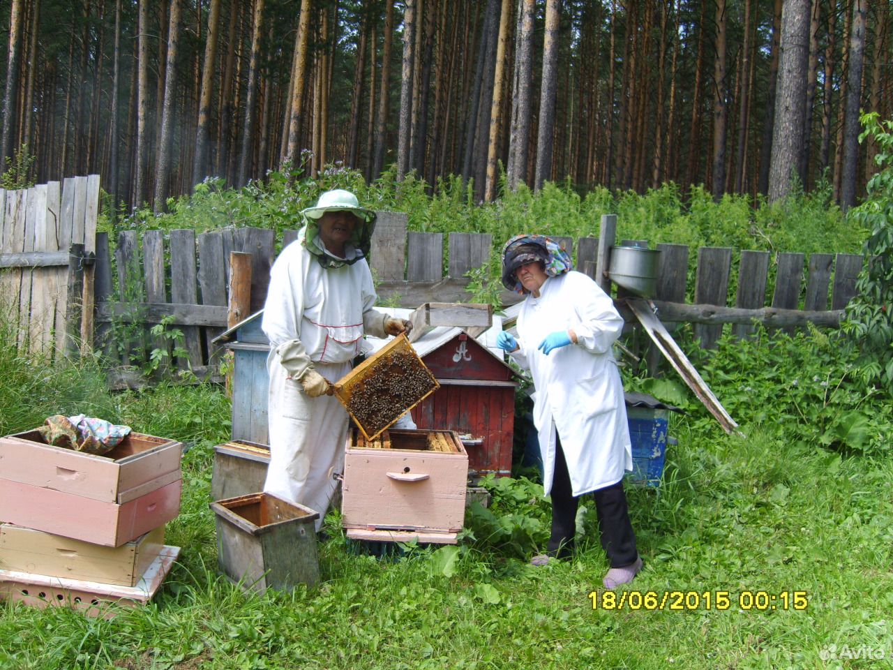 Пчелы купить на Зозу.ру - фотография № 1