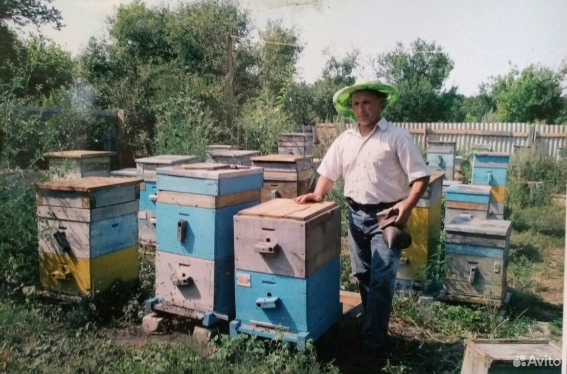 Продажа пчёл и пчелопакетов купить на Зозу.ру - фотография № 1