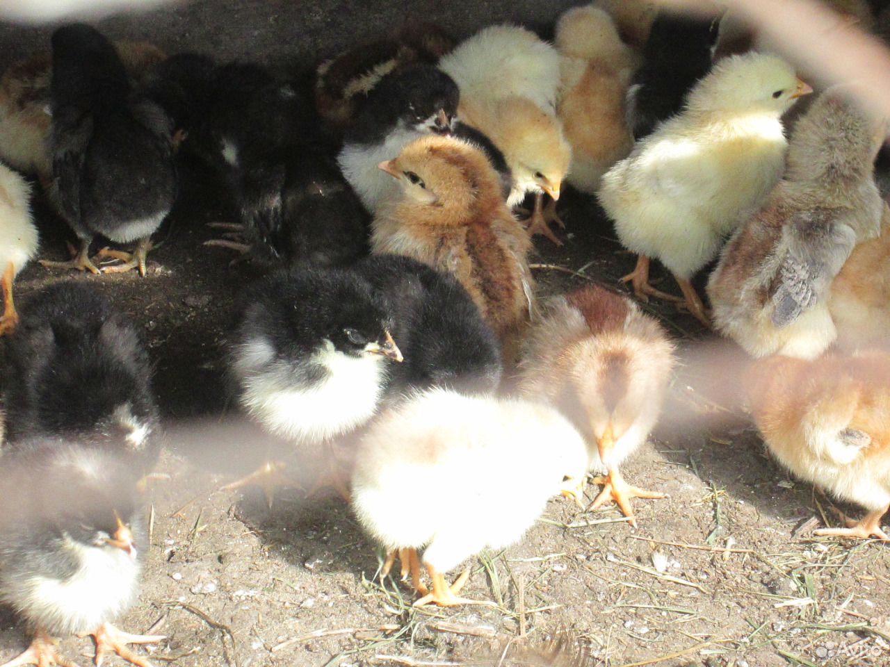 Цыплята от домашних кур-несушек купить на Зозу.ру - фотография № 4
