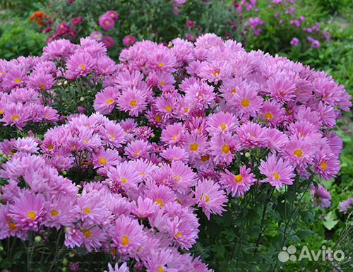 Садовые розовые хризантемы купить на Зозу.ру - фотография № 3