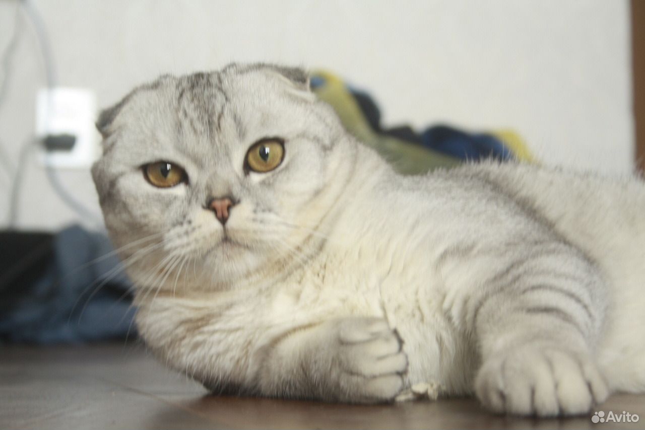 Шотландский кот на вязку купить на Зозу.ру - фотография № 5