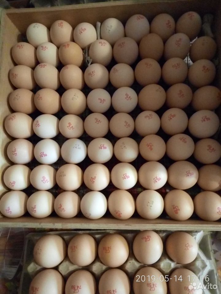 Инкубационное яйцо бройлера кобб 500 (чехия) купить на Зозу.ру - фотография № 1