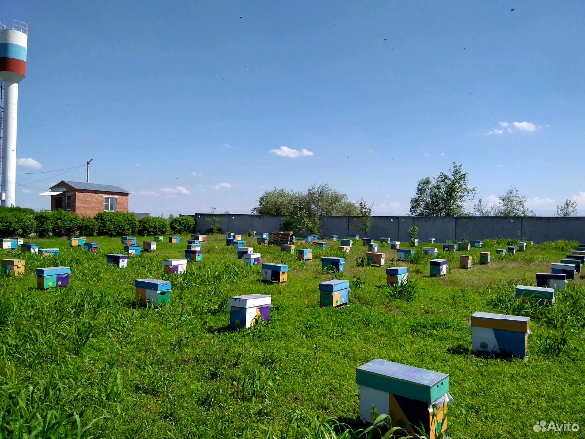 Матки пчелиные купить на Зозу.ру - фотография № 10