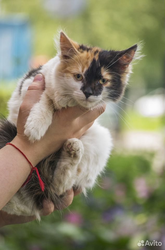 Бамбина - чудесный котенок в дар купить на Зозу.ру - фотография № 4