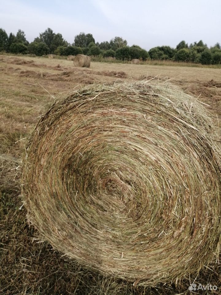 Продам таёжное сено урожай 2019 года в рулонах купить на Зозу.ру - фотография № 7