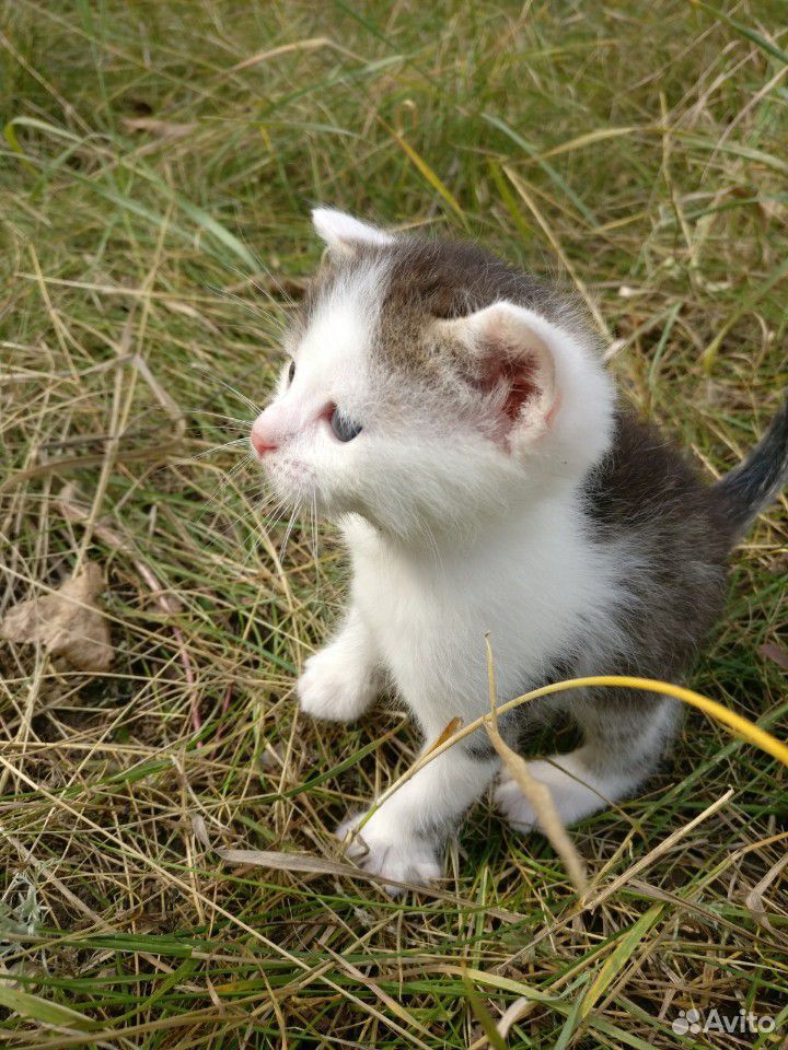 Котенок полосатик котик активный купить на Зозу.ру - фотография № 2