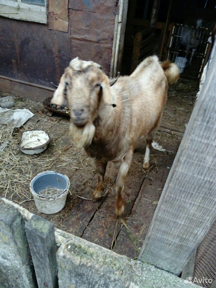 Козёл для вязки имеется коза для продажи купить на Зозу.ру - фотография № 2