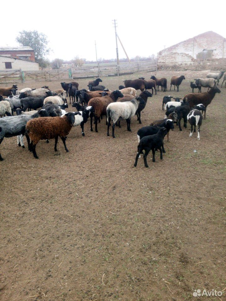 Овцы бараны на мясо купить на Зозу.ру - фотография № 2