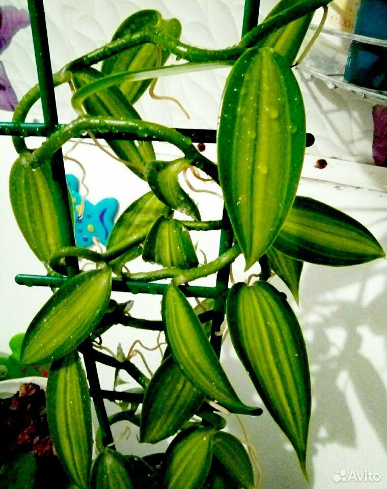 Орхидея-ваниль купить на Зозу.ру - фотография № 2