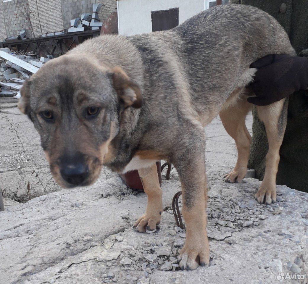 Молодая собака купить на Зозу.ру - фотография № 2