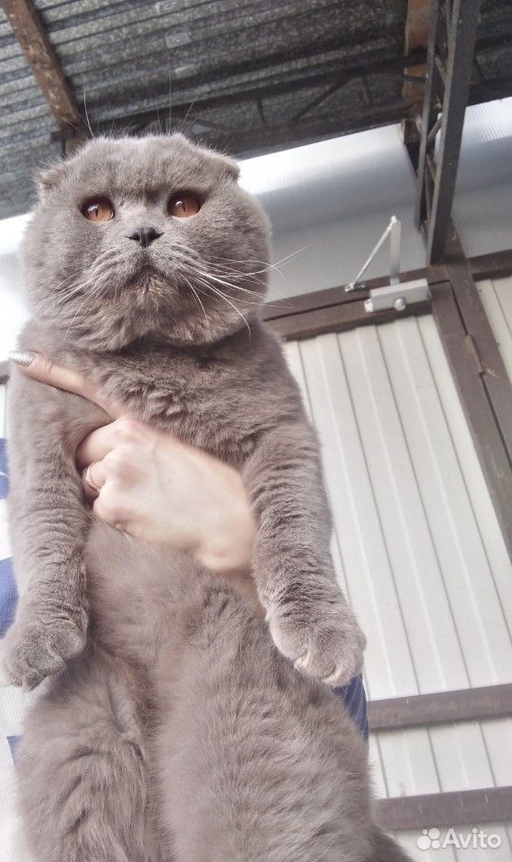 Вязка с опытным котом купить на Зозу.ру - фотография № 1