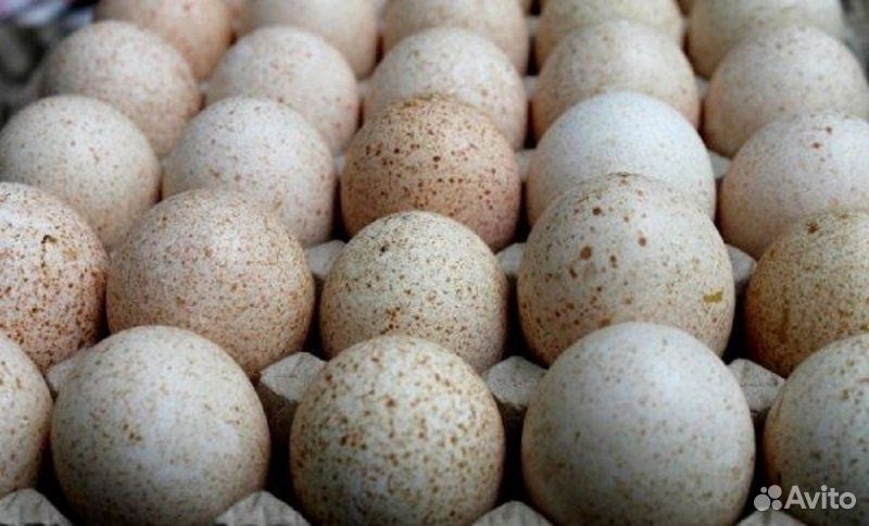 Индюшиные яйца купить на Зозу.ру - фотография № 2