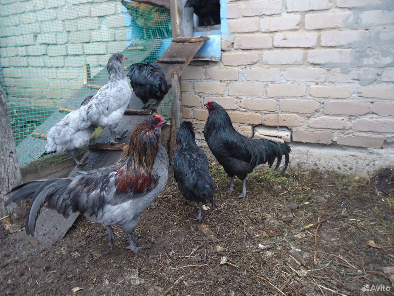 Инкубационное яйцо породных кур, цыплята купить на Зозу.ру - фотография № 8