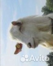 Породистые козы,Зааненские,рождены без рог купить на Зозу.ру - фотография № 3