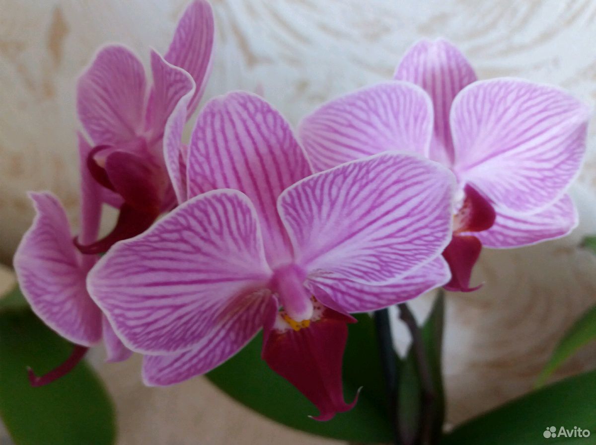 Орхидеи Фаленопсис мини купить на Зозу.ру - фотография № 2