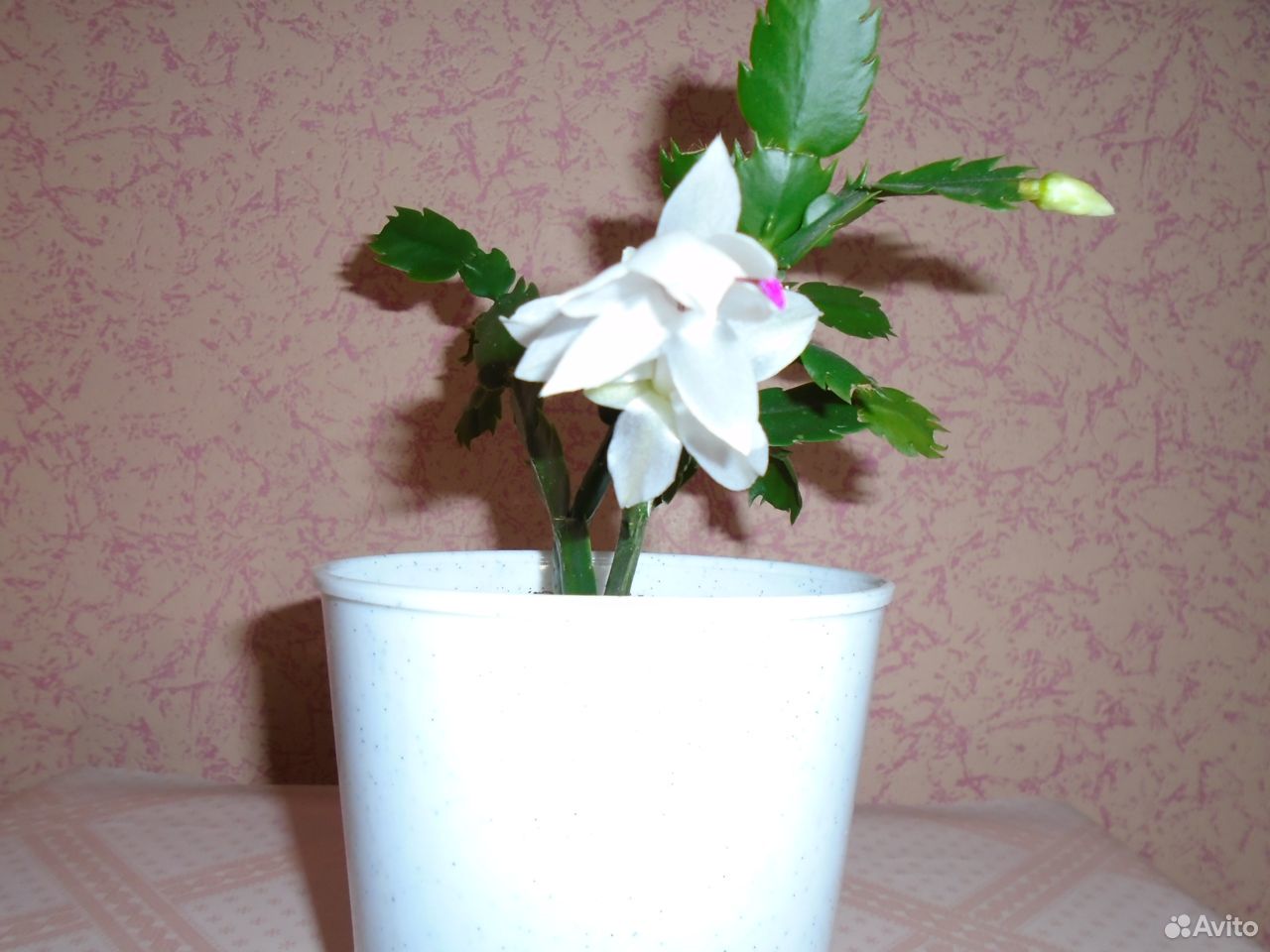 Красиво цветущие растения купить на Зозу.ру - фотография № 1