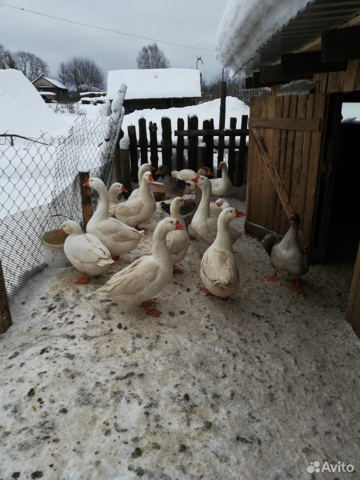 Инкубационное яйцо гуся утки купить на Зозу.ру - фотография № 3