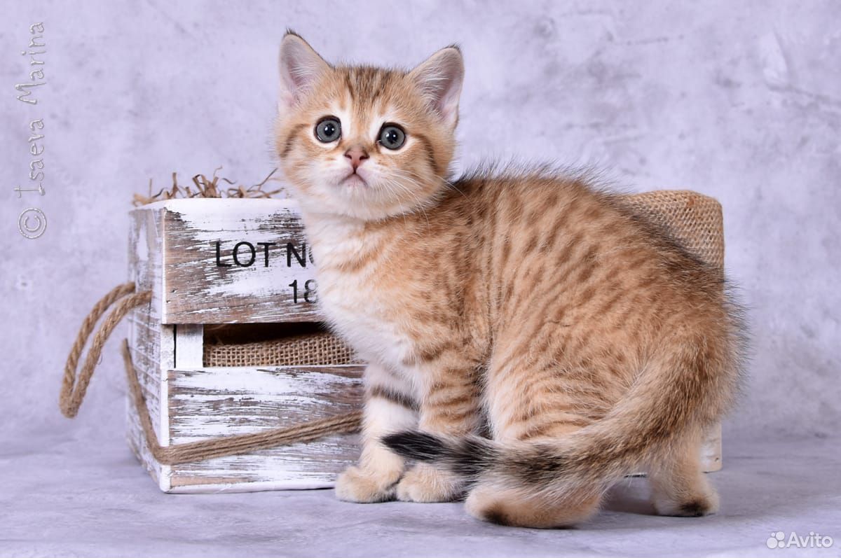 Котёнок Матвей ищет семью купить на Зозу.ру - фотография № 2