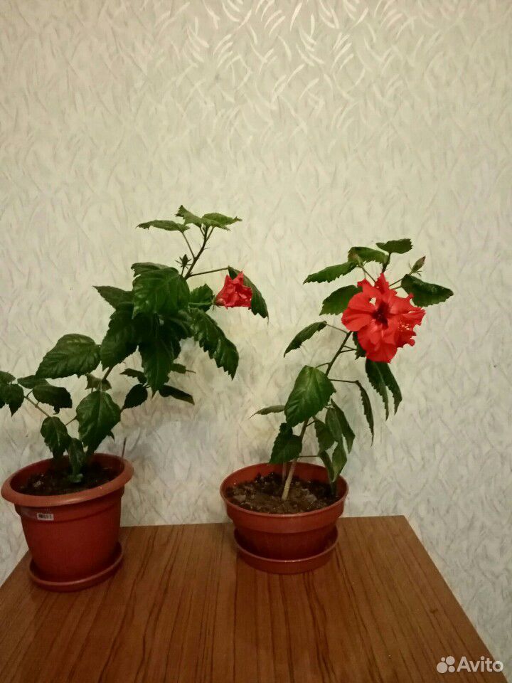 Гибискус(китайская роза) купить на Зозу.ру - фотография № 2