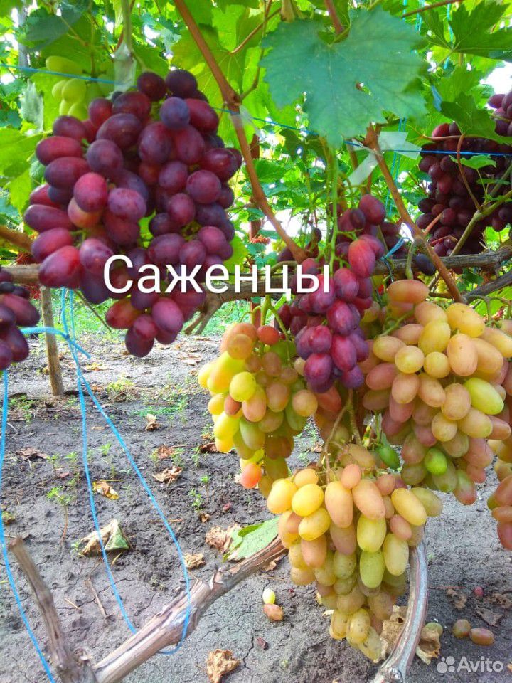 Саженцы столового винограда купить на Зозу.ру - фотография № 1