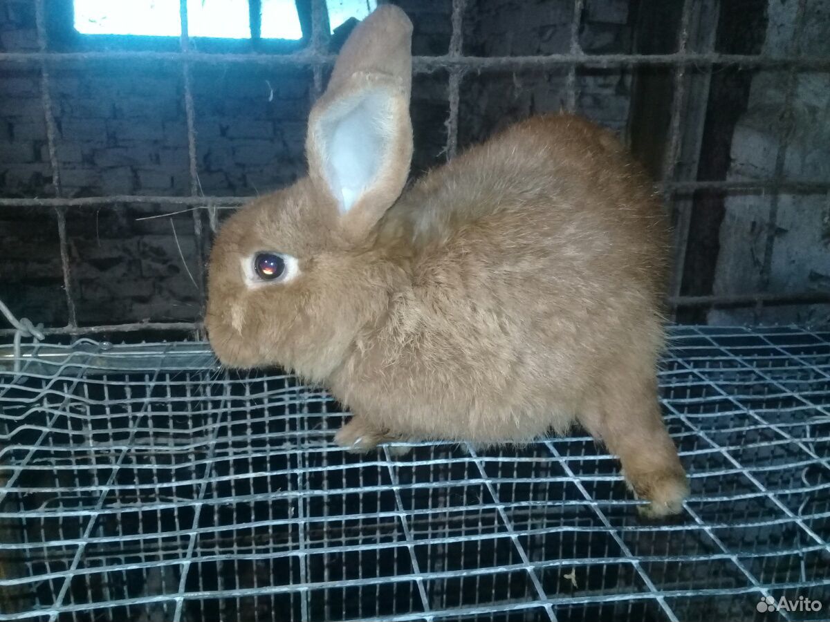 Кормушки для кролика кролиха тоже продается навази купить на Зозу.ру - фотография № 4