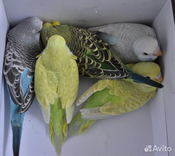 Волнистые попугаи купить на Зозу.ру - фотография № 3