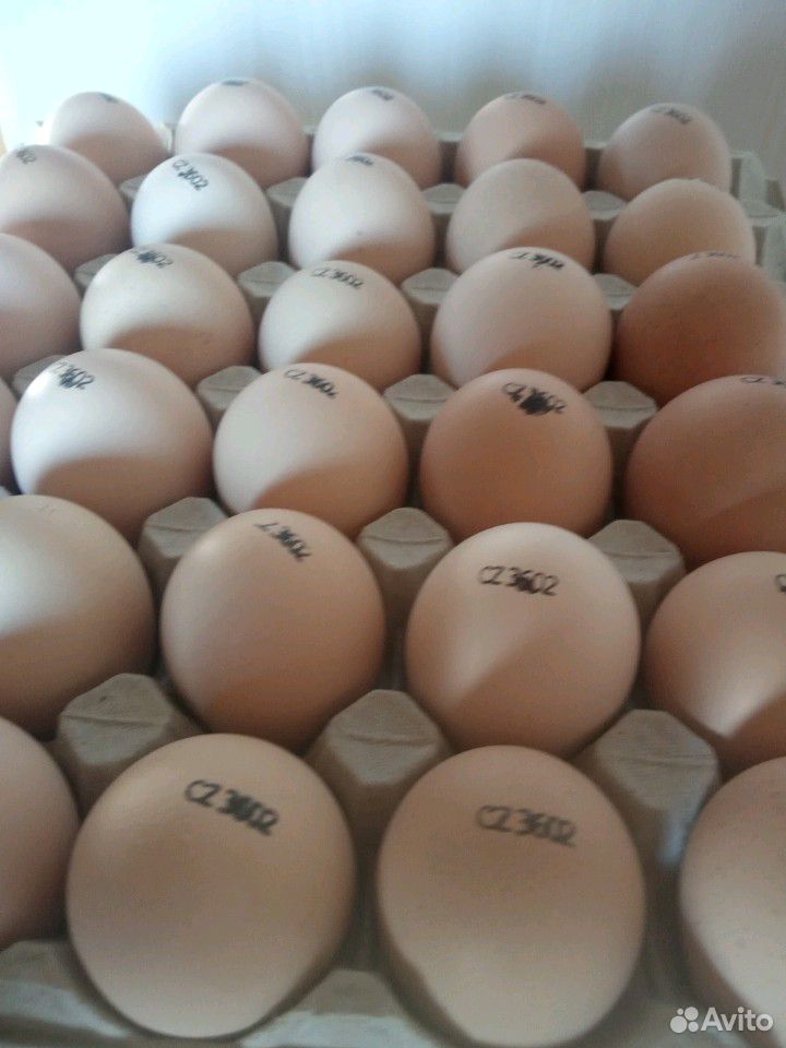Инкубационное яйцо кур несушек,уток,гусей купить на Зозу.ру - фотография № 1