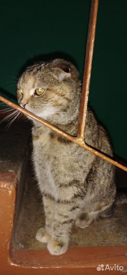 Кошка вислоушка купить на Зозу.ру - фотография № 3