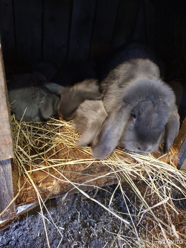 Кролики "Бараны" купить на Зозу.ру - фотография № 7