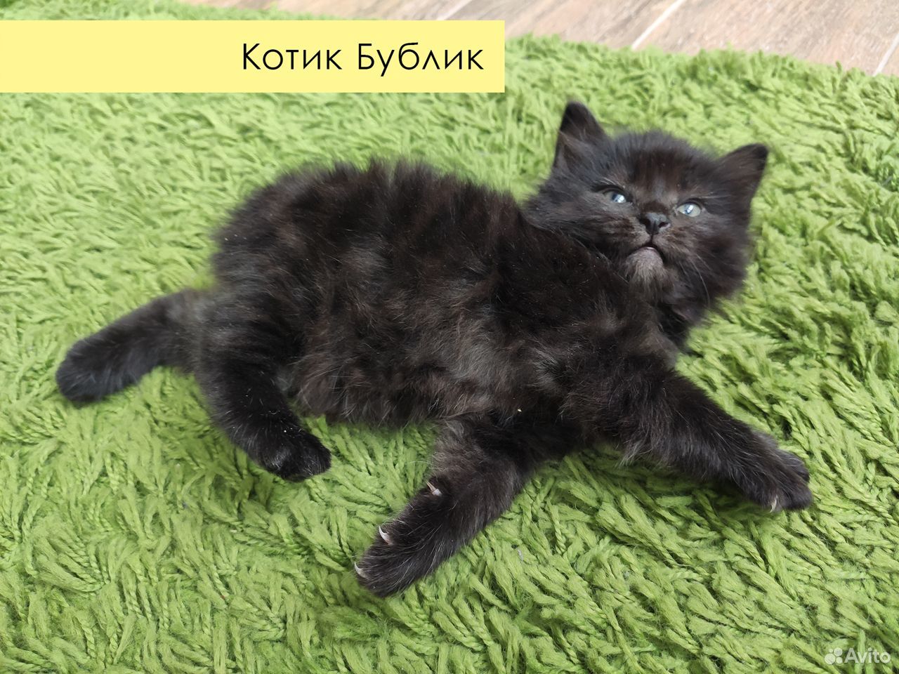 Есть котята курильской кошки