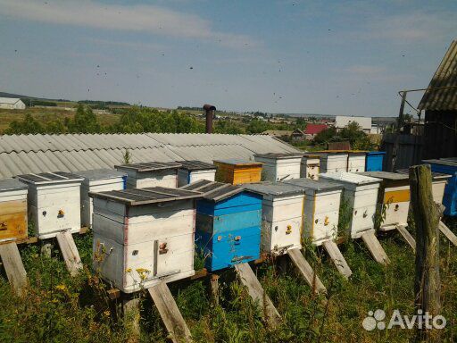 Продаются пчелосемьи купить на Зозу.ру - фотография № 3