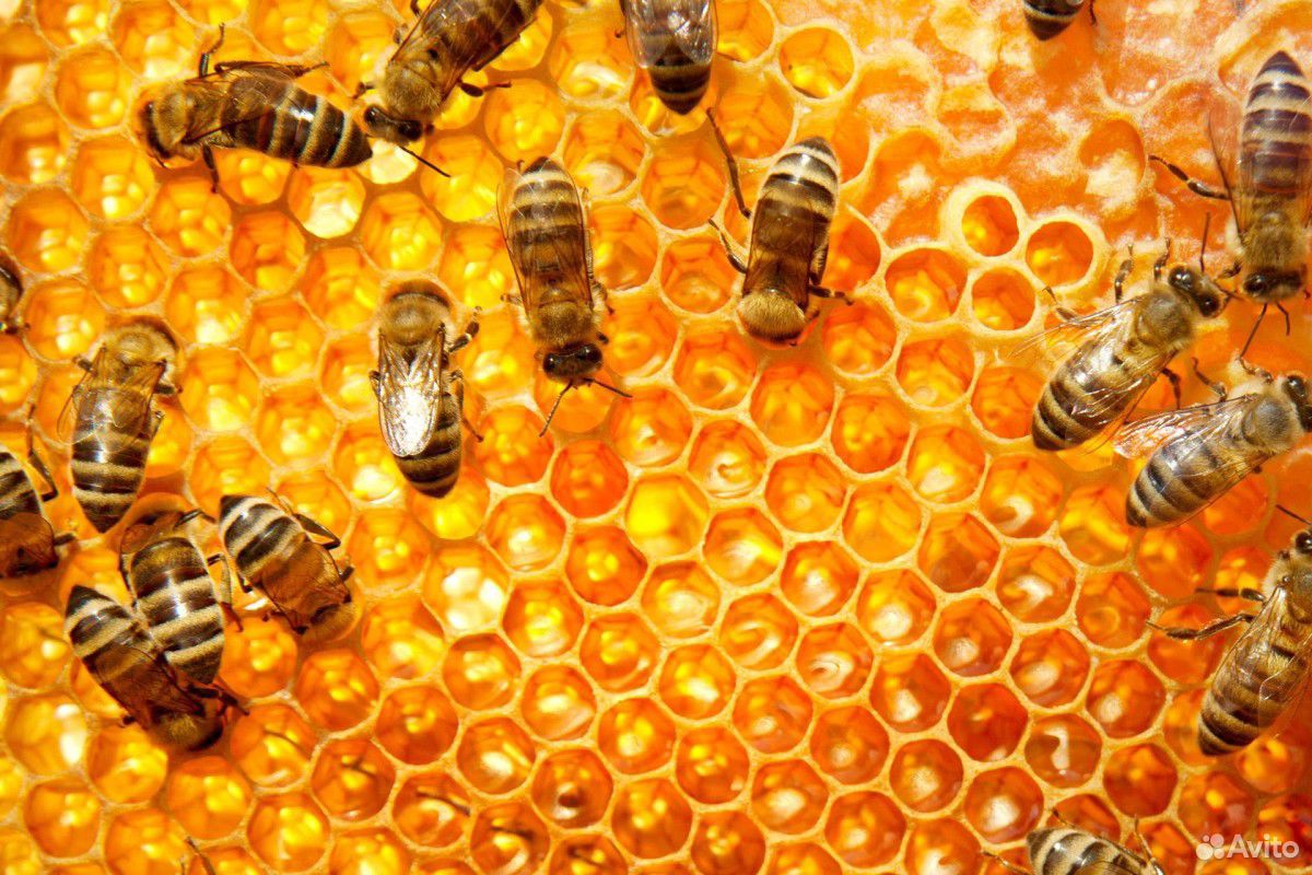 Пчелосемьи, рамка дадан купить на Зозу.ру - фотография № 1