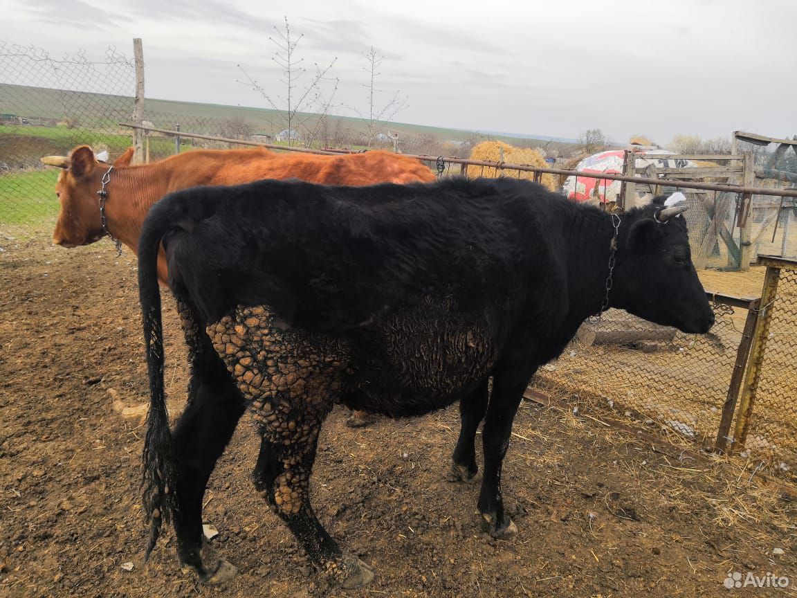 Тёлка стельная и корова с телятами купить на Зозу.ру - фотография № 3