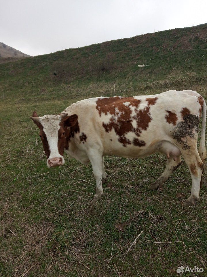 Коровы (пермские) купить на Зозу.ру - фотография № 2