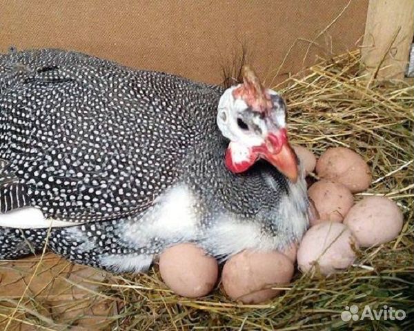 Яйца цесариные купить на Зозу.ру - фотография № 8